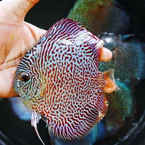 tiger snakeskin discus.